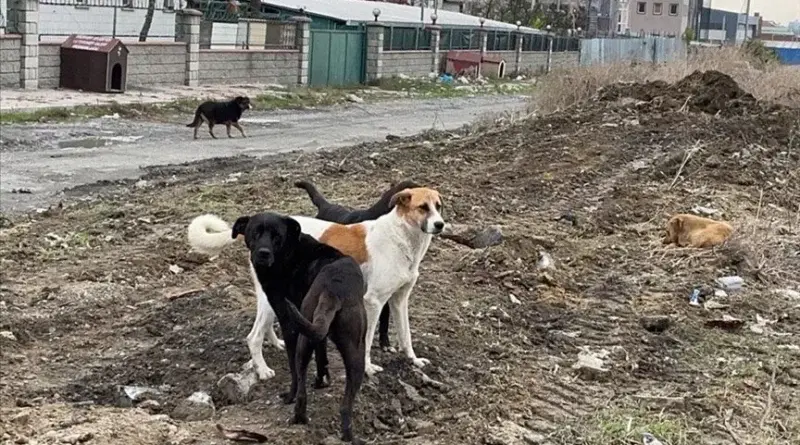 Tehlike büyüyor! Hatay'da kuduz vakaları arttı... 2 mahalle karantinaya alındı 1