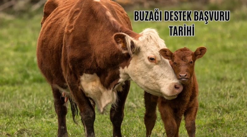 Buzağı desteği 2. dönem başvuruları 17 Haziran 2024 tarihine kadar devam edecek 1