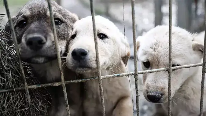 Başıboş köpekler için ne yapılabilir? 