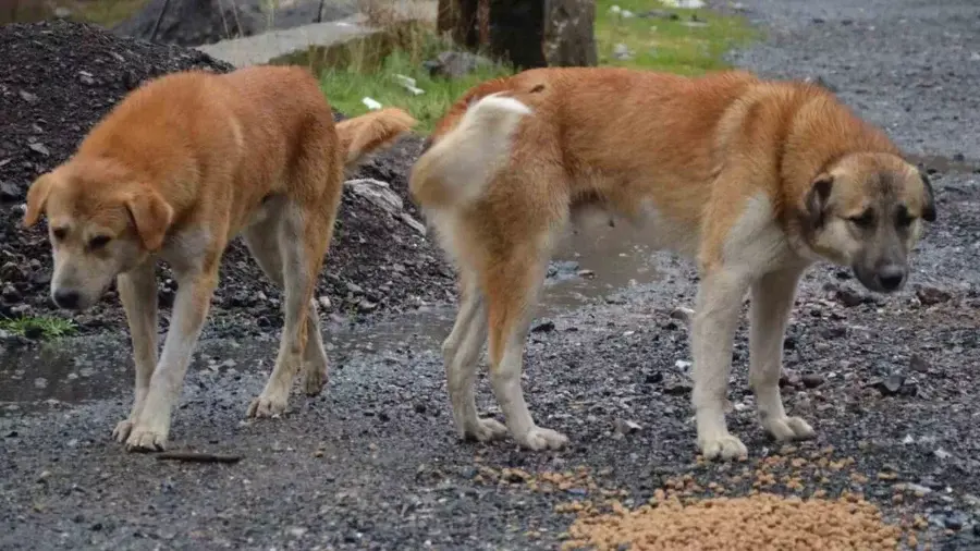 Başıboş köpek sorunu nedir? 