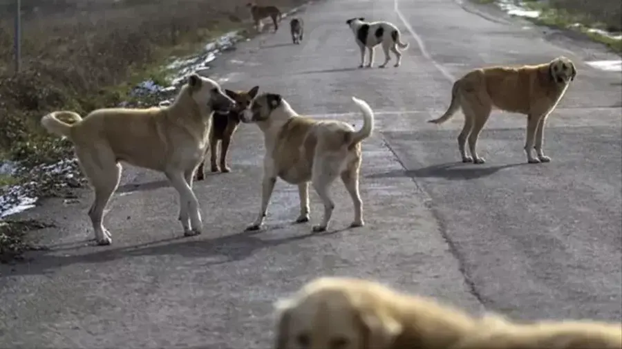 Başıboş köpekler nereye bildirilir? 