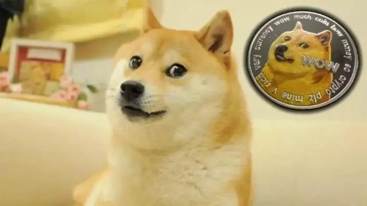 Dogecoin’le Tanınan Kabosu Hayatını Kaybetti