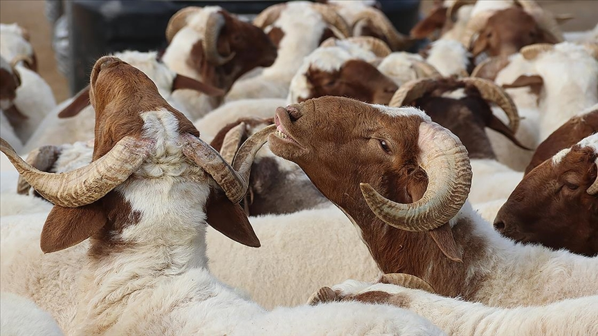 kurban bayramı ne zaman, 9 gün tatil olur mu?