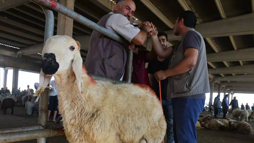 Kurban Bayramı’nda Kesim Ve Vekalet Verme Nasıl Yapılır?