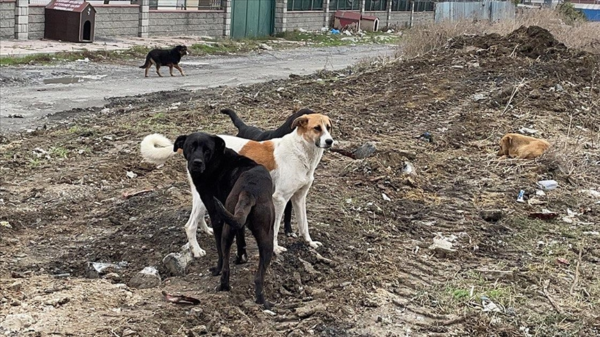 Sokak Hayvanlarının Uyutulması Hakkında Taslak Maddeleri Ve Tasarının özeti