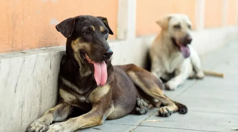 Sokak köpekleri uyutulacak mı?