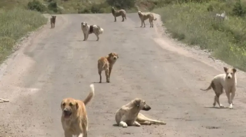 Başıboş köpekler uyutulacak mı?