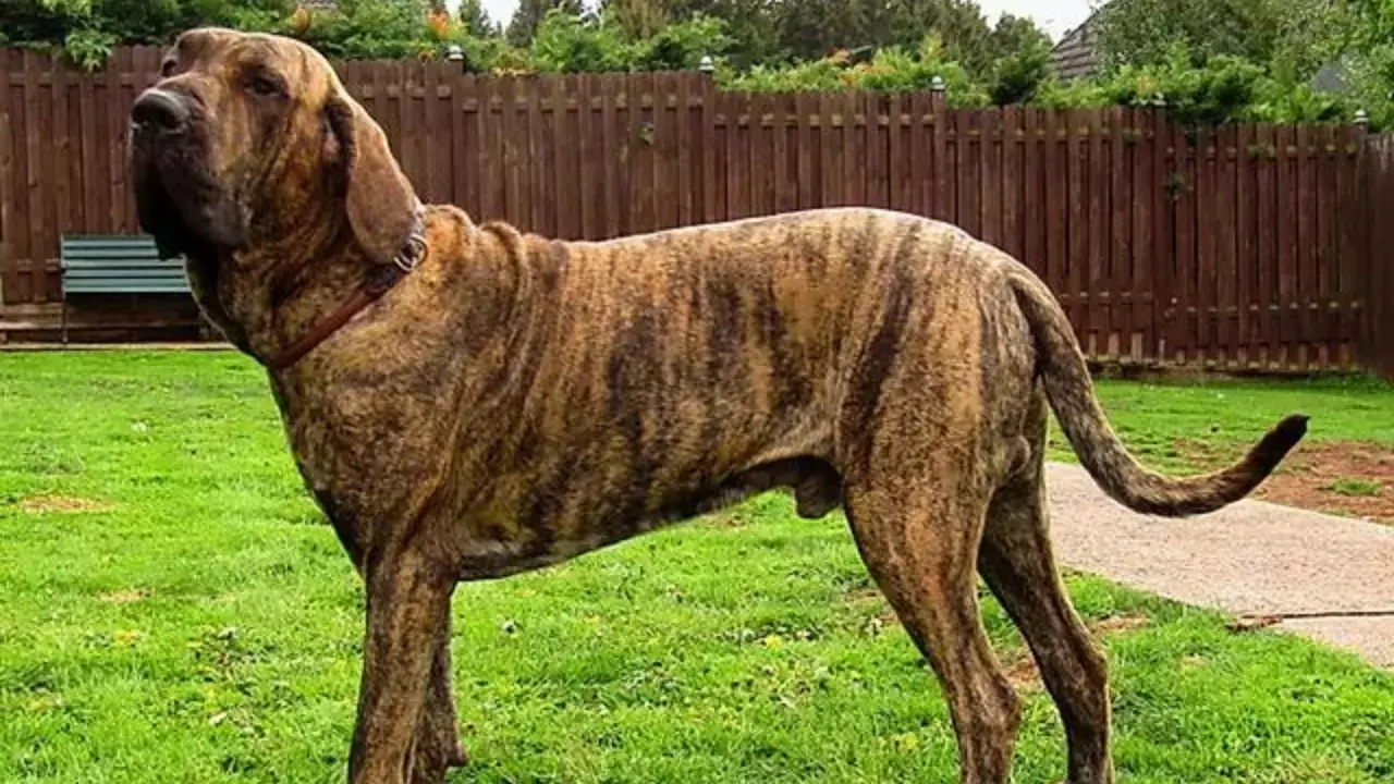 Türkiye'de hangi köpek ırkları yasak?