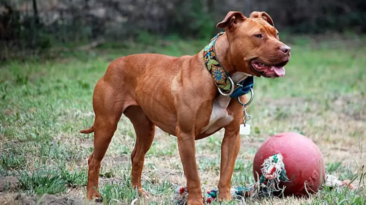 Türkiye'de hangi köpek ırkları yasak?