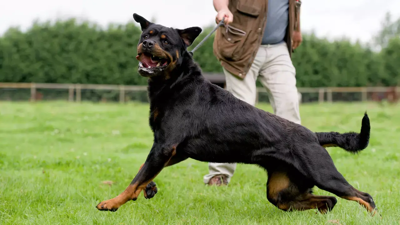 Yasaklı ırk köpekler hangileri?