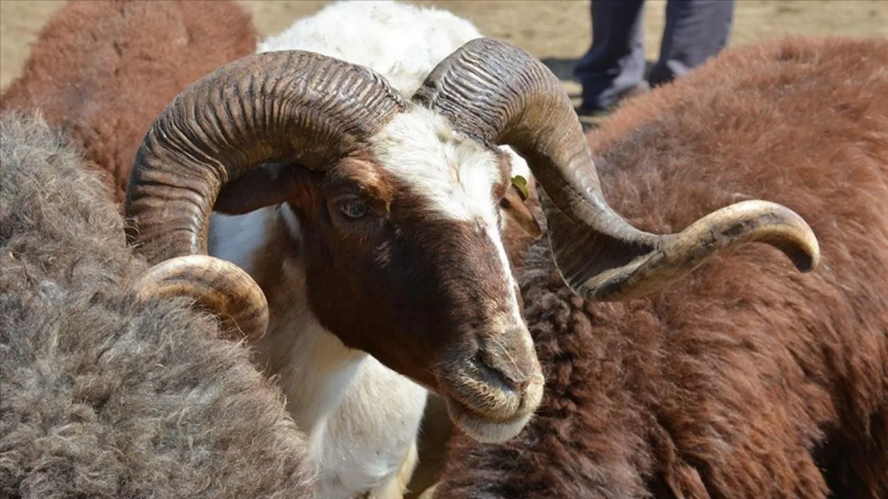 Bursa Kurban Kesim Yerleri Ve Adresleri Açıklandı