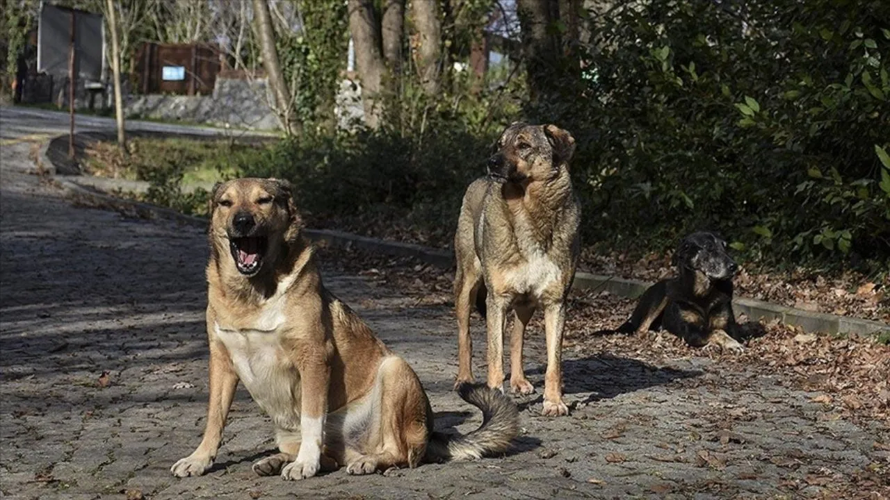 Cumhurbaşkanı Erdoğan Başıboş Köpek Sorununun çözümü Için talimat verdi