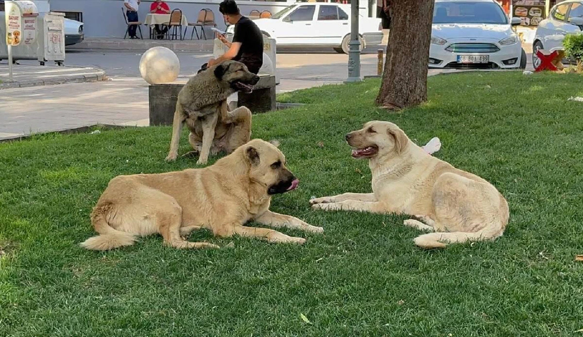 Başıboş sokak köpekleri uyutulacak mı, ne zaman?