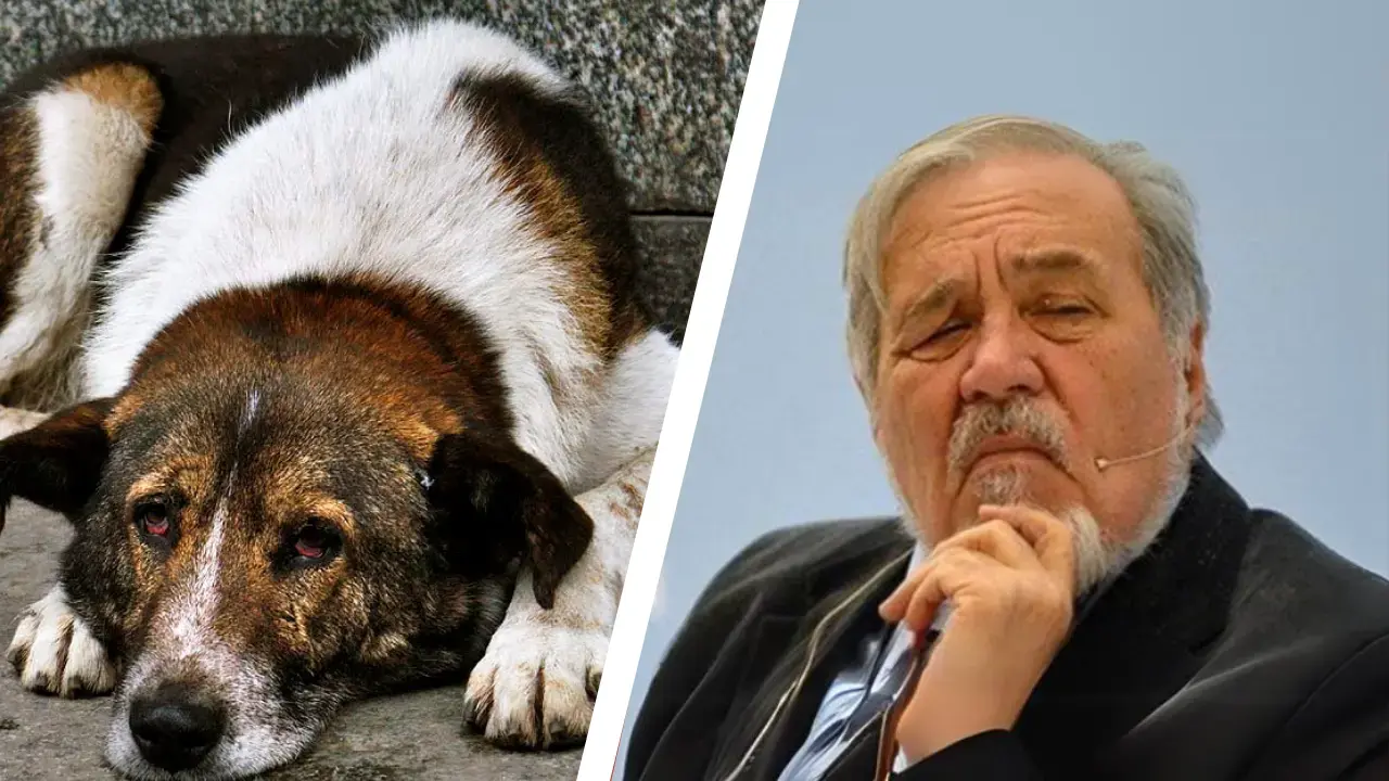 İlber Ortaylı ''Sokak Köpeklerini Uyutma'' konusunda konuştu: ''Hayvan katline kimse müsaade etmez!''