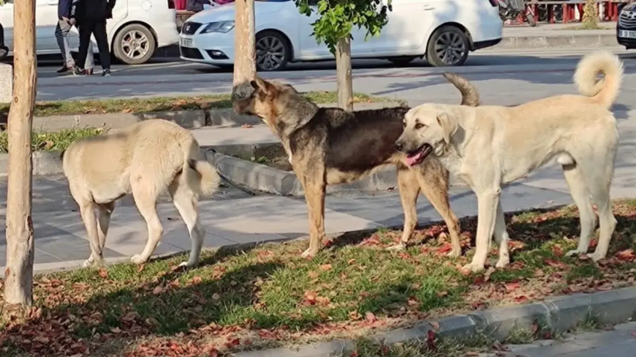 İlber Ortaylı sokak hayvanları için ne dedi?