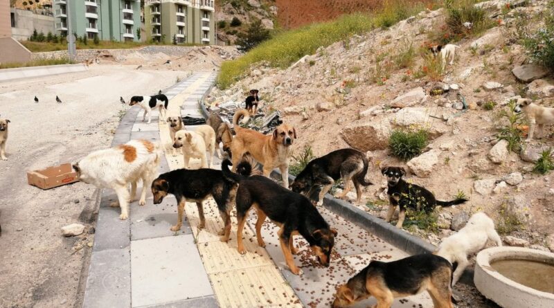 sokak köpekleri yasası kabul edildi mi