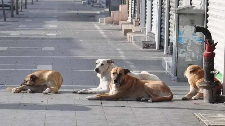 sokak hayvanları öldürülecek mi