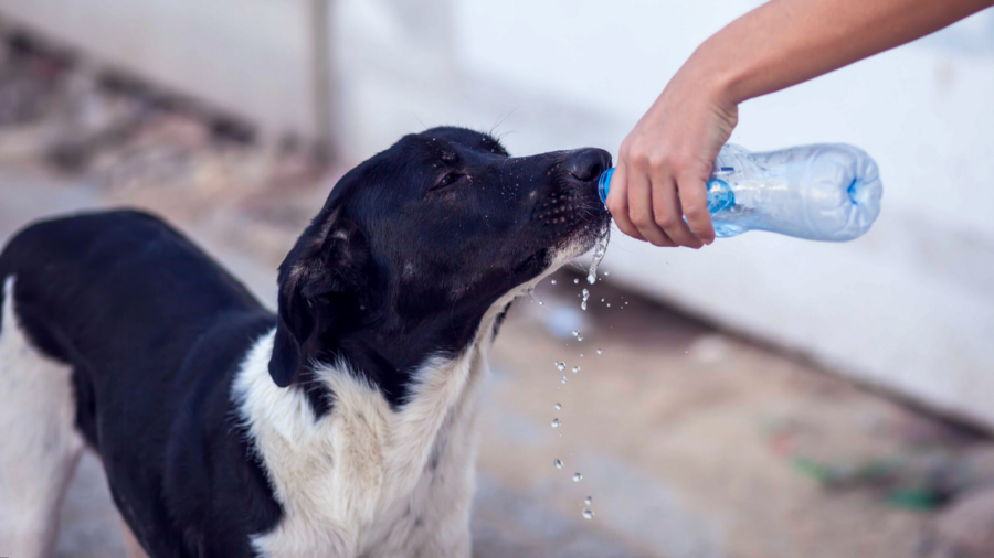 köpekler uyutulacak mı