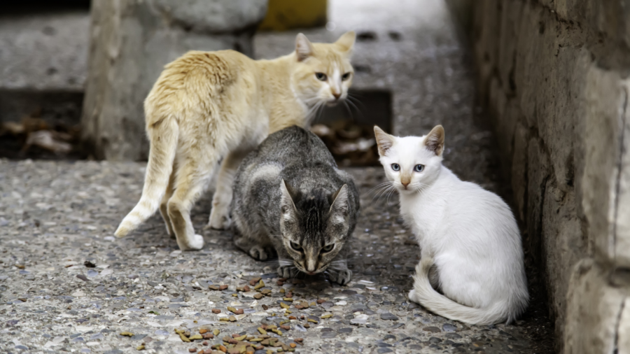 Yasal olarak evde kaç kedi beslenir