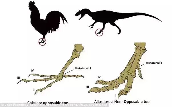 tavuk dinozordan mı evrimleşti tavuklar dinozor mu