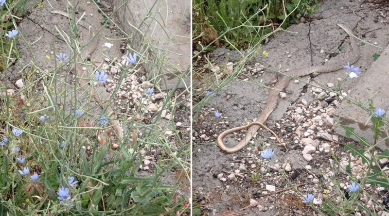 Ankara'nın bir ilçesinde 'yılan' paniği! Her yerden çıkıyorlar, boyları 2 metre... 1