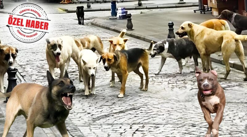 Barınakların %40’ı devletten! Dört milyon köpeğin maliyeti 13,3 milyar lira  2