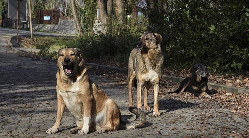 Başıboş köpeklerle ilgili teklif Meclis'te! Belediyelere 4 yıl süre 1