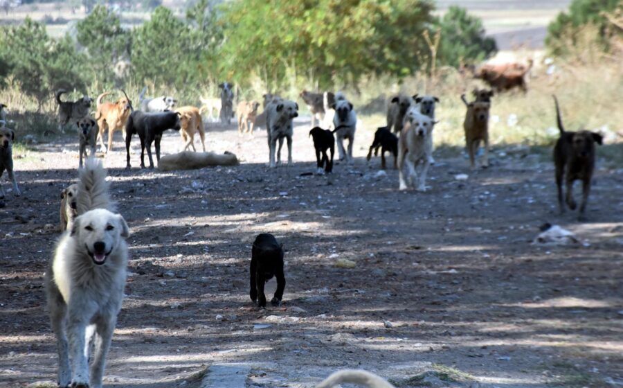 sokak köpekleri ne zaman toplanacak