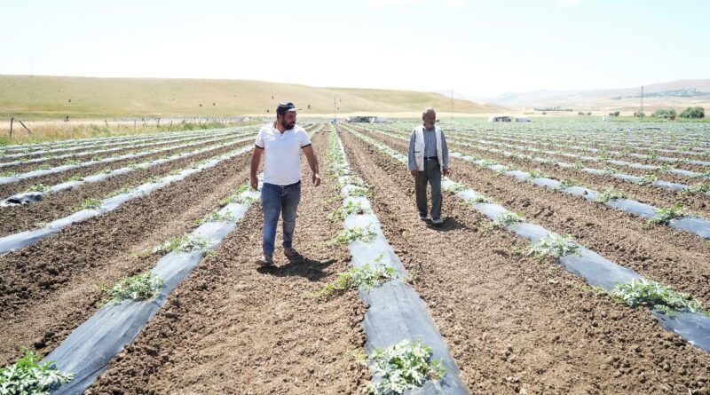 Her yerde bitiyor, onlar hasada yeni başlıyor! 30 bin dekardan 2 milyar TL gelir elde edecekler 1