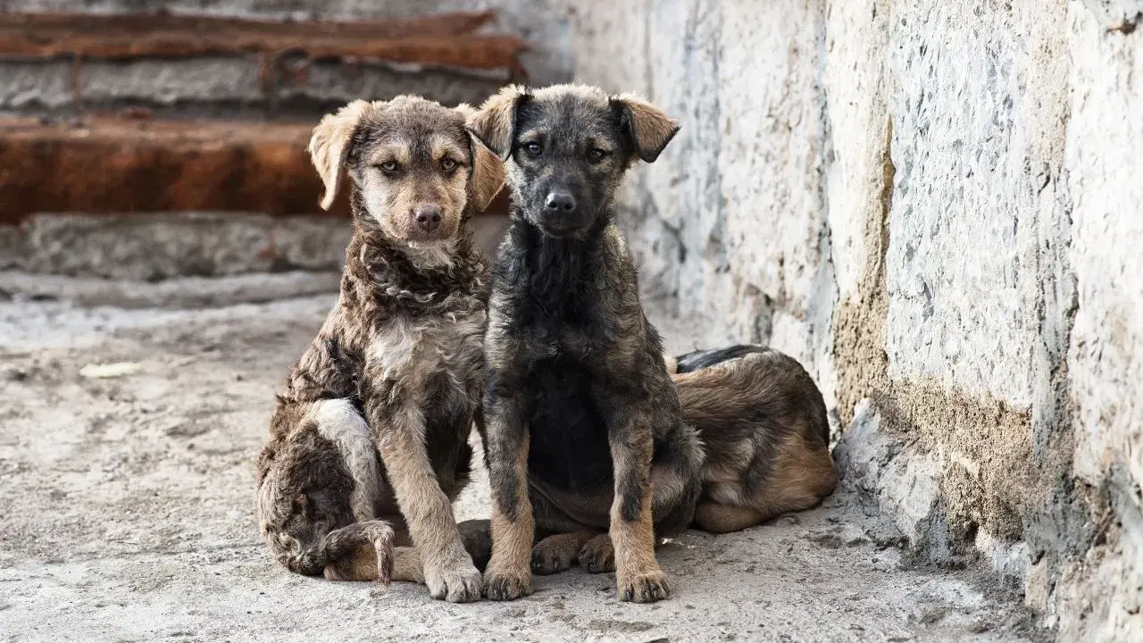 Türkiyede sokak köpekleri uyutulacak mı