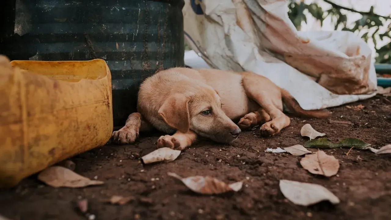 sokak köpekleri sahiplendirilecek mi, sahiplendirilmeyen köpeğe ötanazi mi uygulanacak