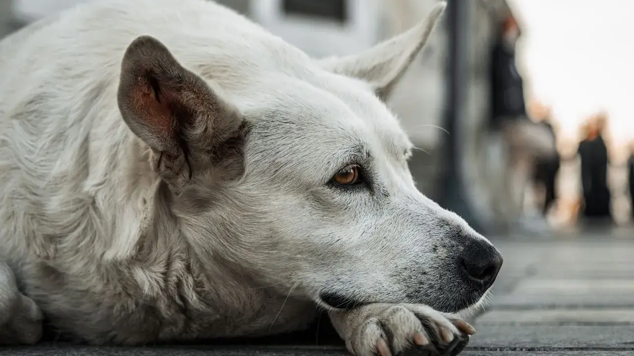 sokak köpekleri yasası çıktı mı, uyutulacak mı, ne zaman uyutulacak