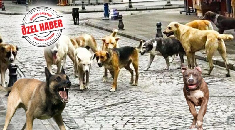 Köpek yasası çıkmazsa Hindistan’a döneriz! ‘Ötanazi’ uygulamayınca popülasyon patladı 1