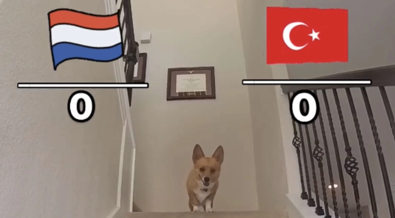 Maç Sonuçlarını Bilen Köpek Türkiye Hollanda Maçı tahmini nedir