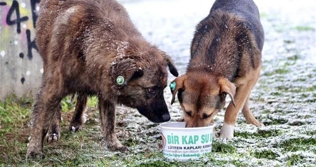 sokak köpekleri ötenazi olacak mı