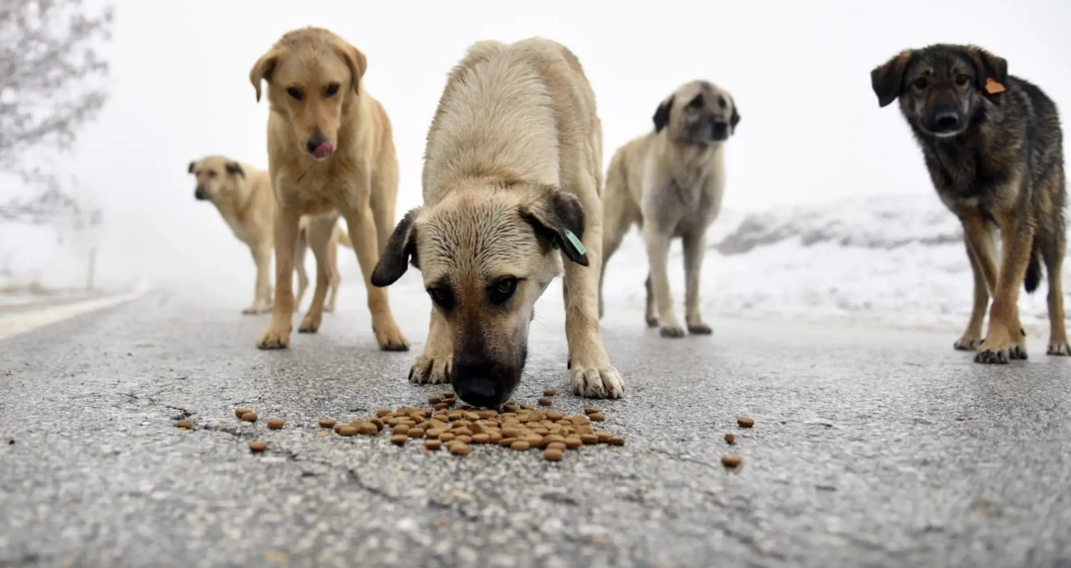 köpekler ötenazi edilecek mi