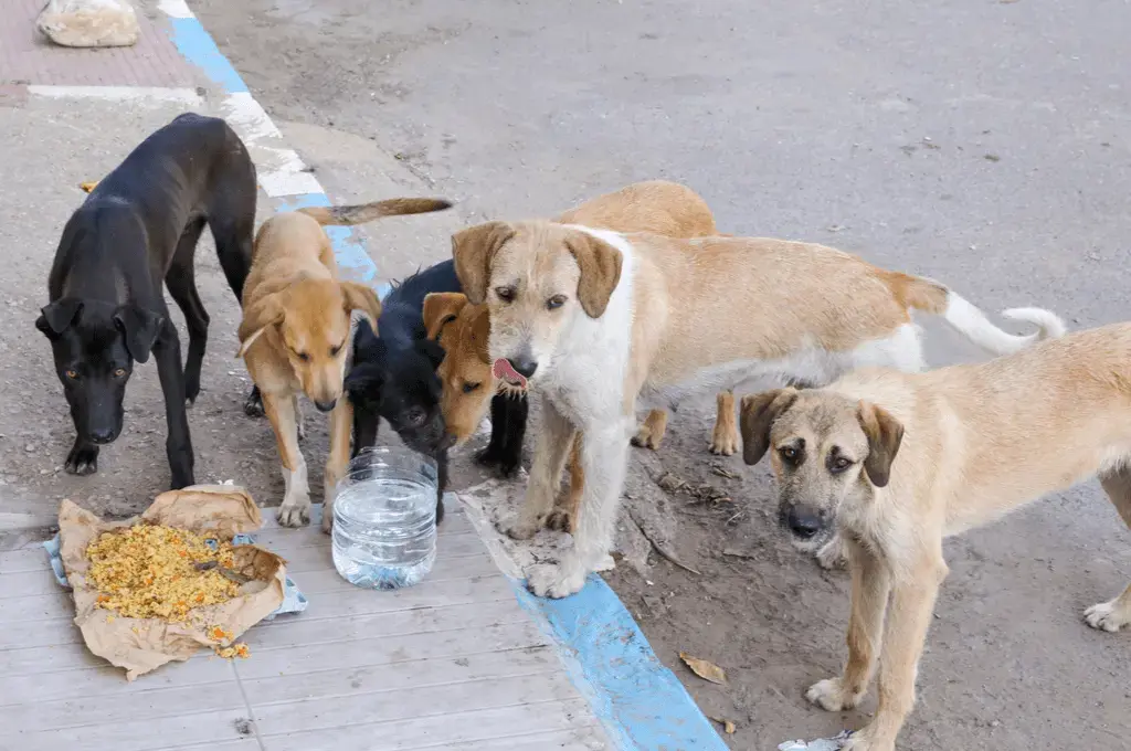 Sokak hayvanları yasası düzenlemesinde köpeğini sokağa bırakan hayvan sahiplerine 60 bin TL ceza öngörülüyor