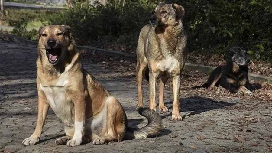 sokak köpekleri ne zaman uyutulacak