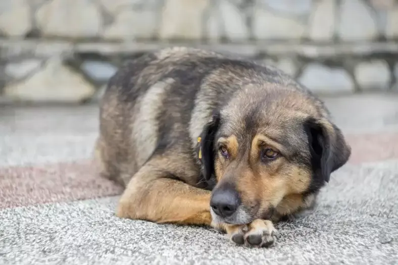 sokak köpekleri uyutulacak mı