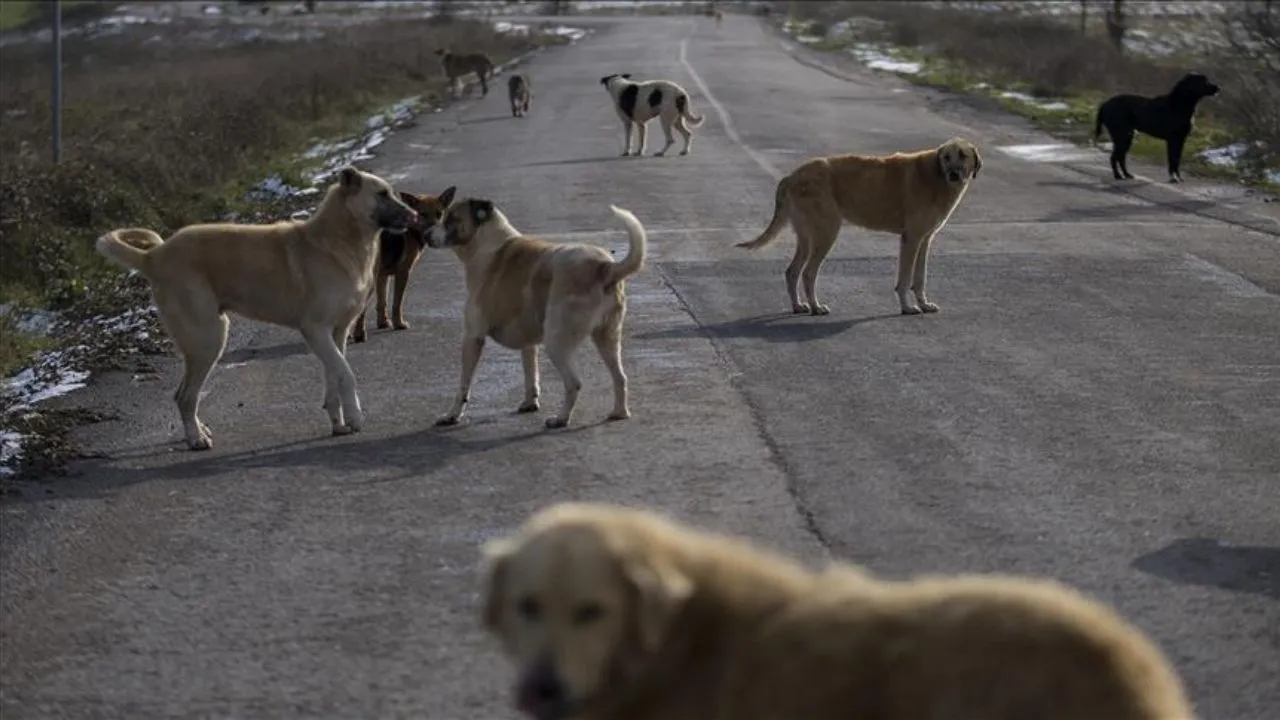 Sokak Köpeklerinin Uyutulmasına Veteriner Heyeti karar verecek