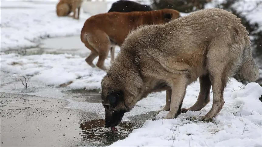 Sokak köpeklerinin uyutulması ne demek?