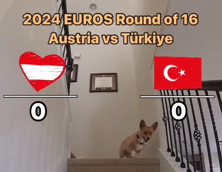 Steph Furry Hollanda Türkiye tahmini! Avusturya maçını bilen köpek Furry Türkiye Hollanda maçı tahmini ne?