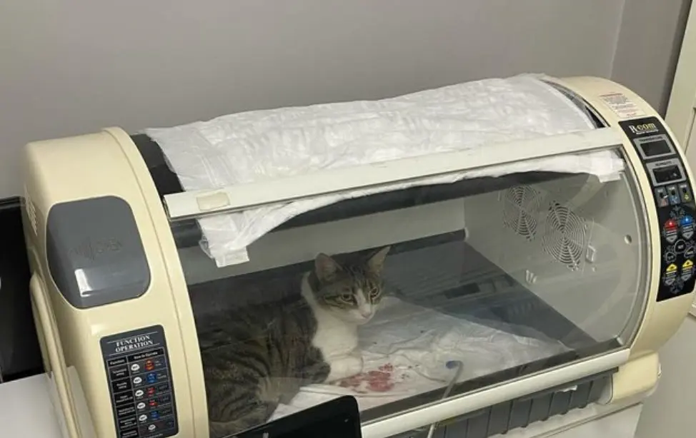 Kedi şirine olayı ne, duruşma ne zaman? Kedi Şirine öldü mü, tedavisi ne durumda?