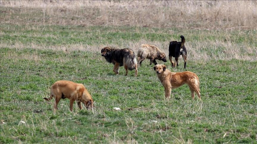 Türkiye'nin başıboş köpeklere karşı tavrı 2 yılda değişti! Uyutulsun diyenlerin oranı arttı - 4. Resim