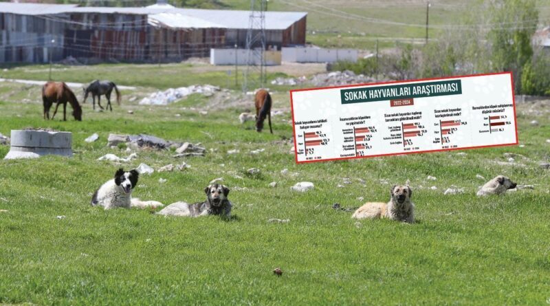 Türkiye'nin başıboş köpeklere karşı tavrı 2 yılda değişti! Uyutulsun diyenlerin oranı arttı 1