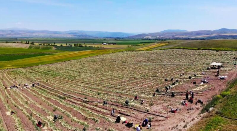 Türkiye'nin ilk 2'sinde! Tarlada kilosu 7 TL'ye satılıyor 1