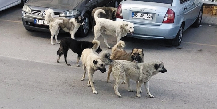 sokak köpeklerine ötenazi yapılacak mı