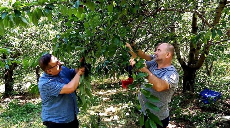 Yüksek rakımda geç hasat! Üretici bayram ediyor, kilosunu 35 yerine 80 TL'den satıyorlar 1