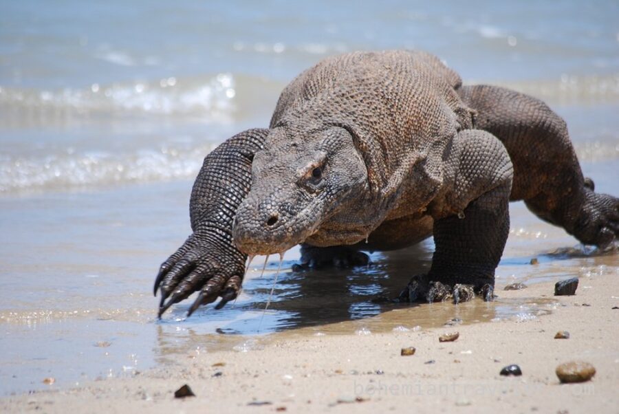 Komodo ejderinin düşmanı 