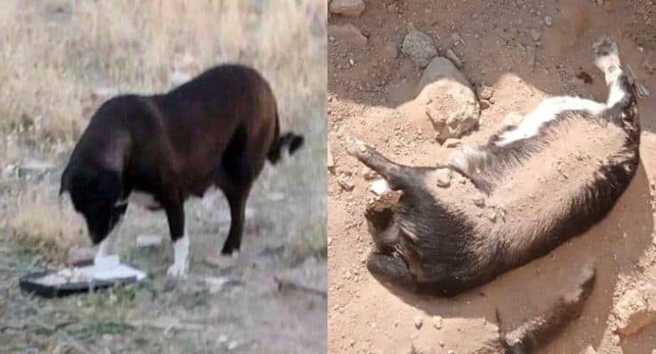 niğde belediyesi köpek katliamı nedir